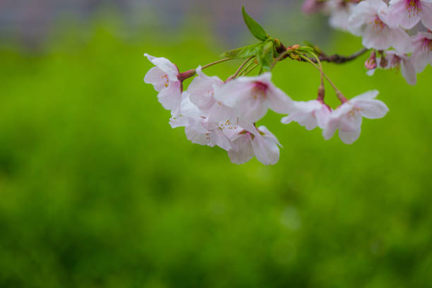 Blossom winter pink sakura flower on tree brance in Tokyo Japan