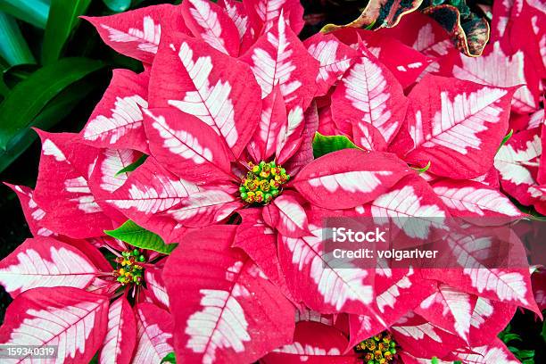 ピンクと白の Poinsettias クリスマスの花 - カラフルのストックフォトや画像を多数ご用意 - カラフル, クローズアップ, ピンク色