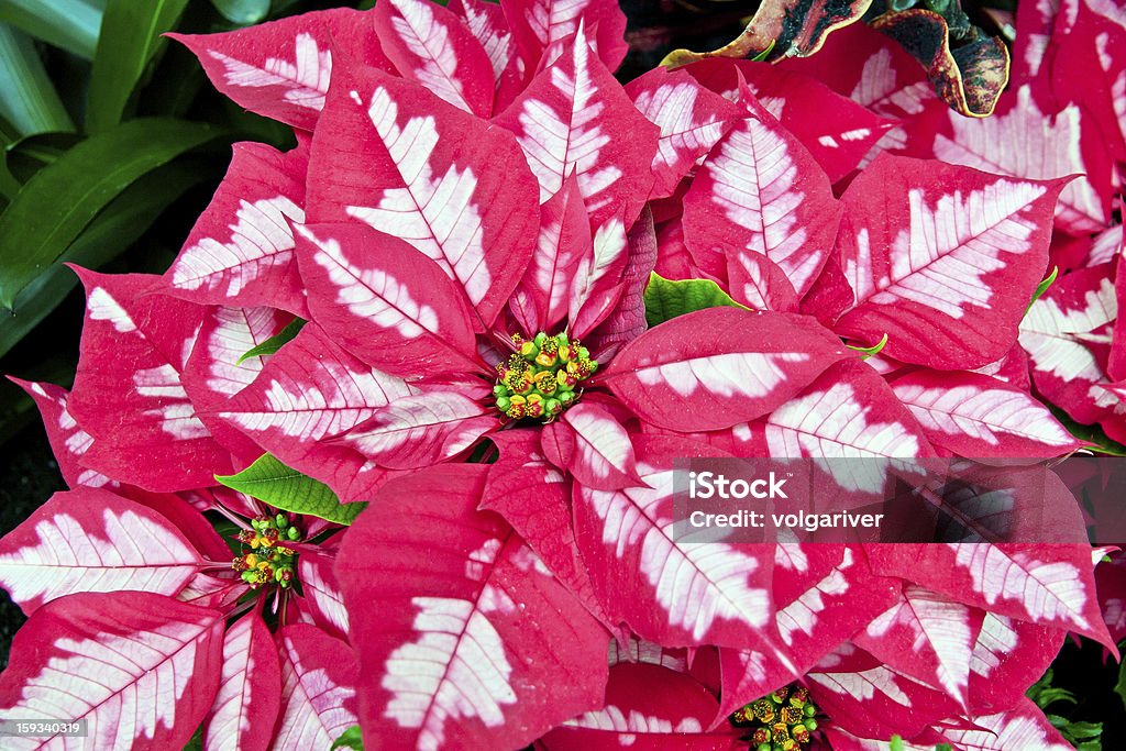 Rosa e branco de Natal de poinsettias, flores - Royalty-free Arbusto Foto de stock