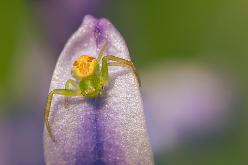 Macro photograph of a female black widow spider guarding her egg sac. She is poised and ready to defend.