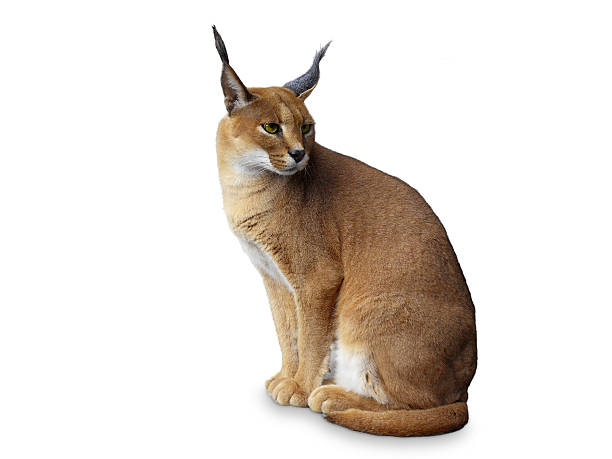 istock Caracal African wild cat . Isolated on white 159341127