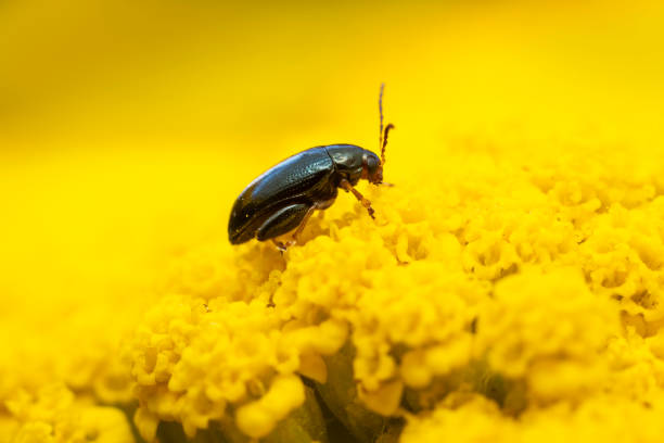 istock a flea beetle sits on a yellow flower and sunbathes 1593411792
