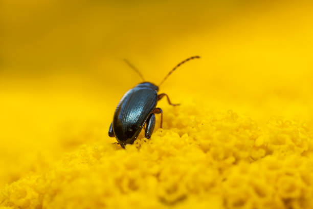 istock a flea beetle sits on a yellow flower and sunbathes 1593411906