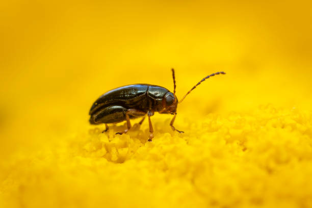 a flea beetle sits on a yellow flower and sunbathes
