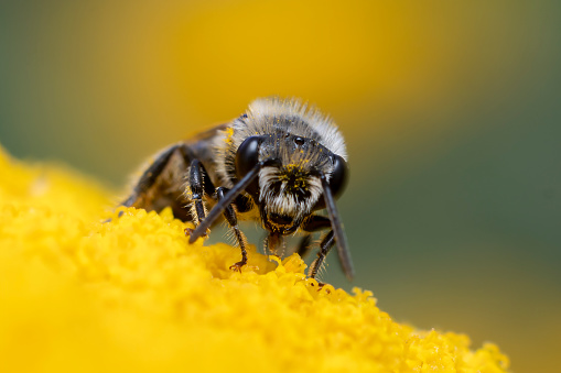 bee sits on a flower and collects pollen and nectar