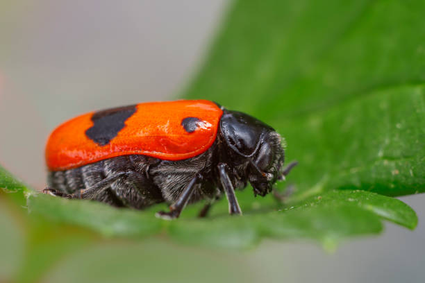 istock a red ant sac beetle sits on a leaf and sunbathes 1593413867