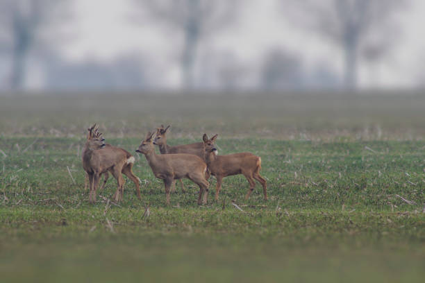 istock Roe deer herd (Capreolus capreolus) stands on a harvested field 1593420100