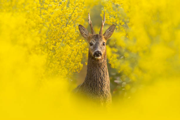 istock Roe deer buck (Capreolus capreolus) stands on a green meadow and eats 1593421344