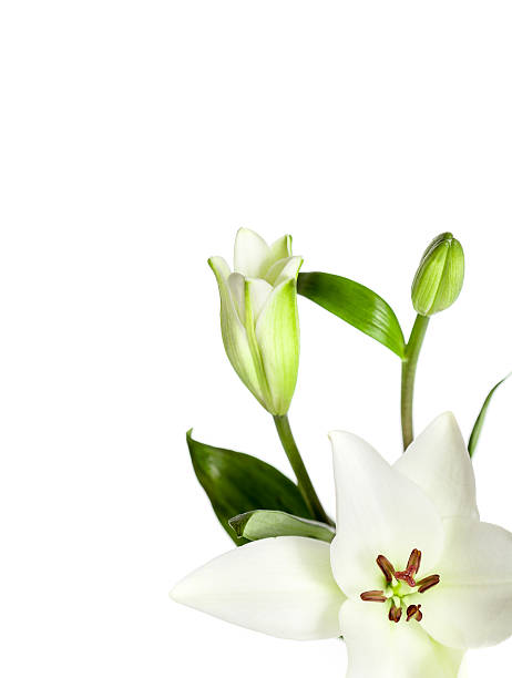 istock White Lily Flowers Isolated 159342520