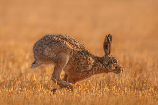 istock European hare (Lepus europaeus) runs across a harvested stubble field 1593425903