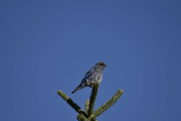istock Mountain Bluebird - Male 1593428862