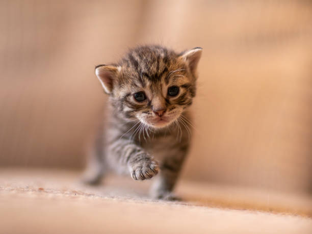 istock young domestic striped cat (Felis catus) looks cute 1593429012