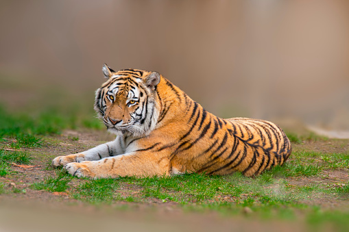 a large striped tiger (Panthera tigris) lies relaxed and enjoys the sun