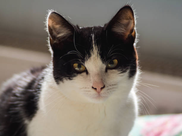 istock young black and white domestic cat (Felis catus) looks cute 1593429384