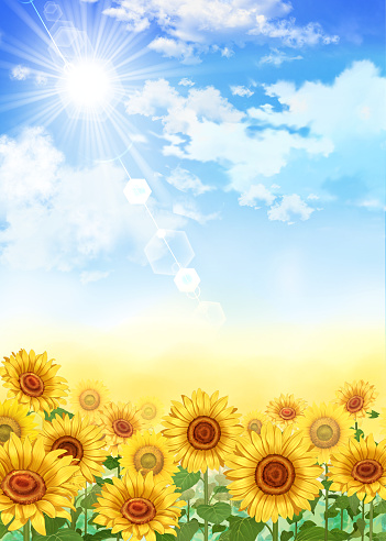 illustration of sunflower field and summer blue sky with sun shining