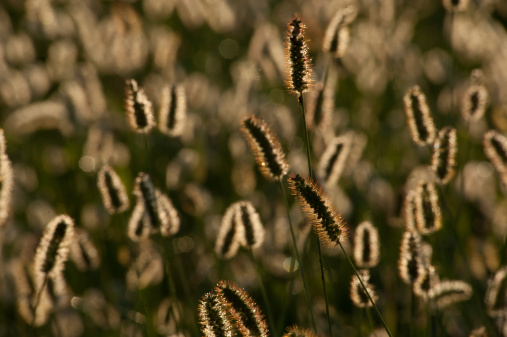 Meadow completo de orejas maíz que reflejan el sol photo