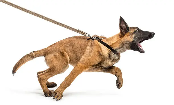 Photo of Belgian Shepherd leashed and aggressive against white background