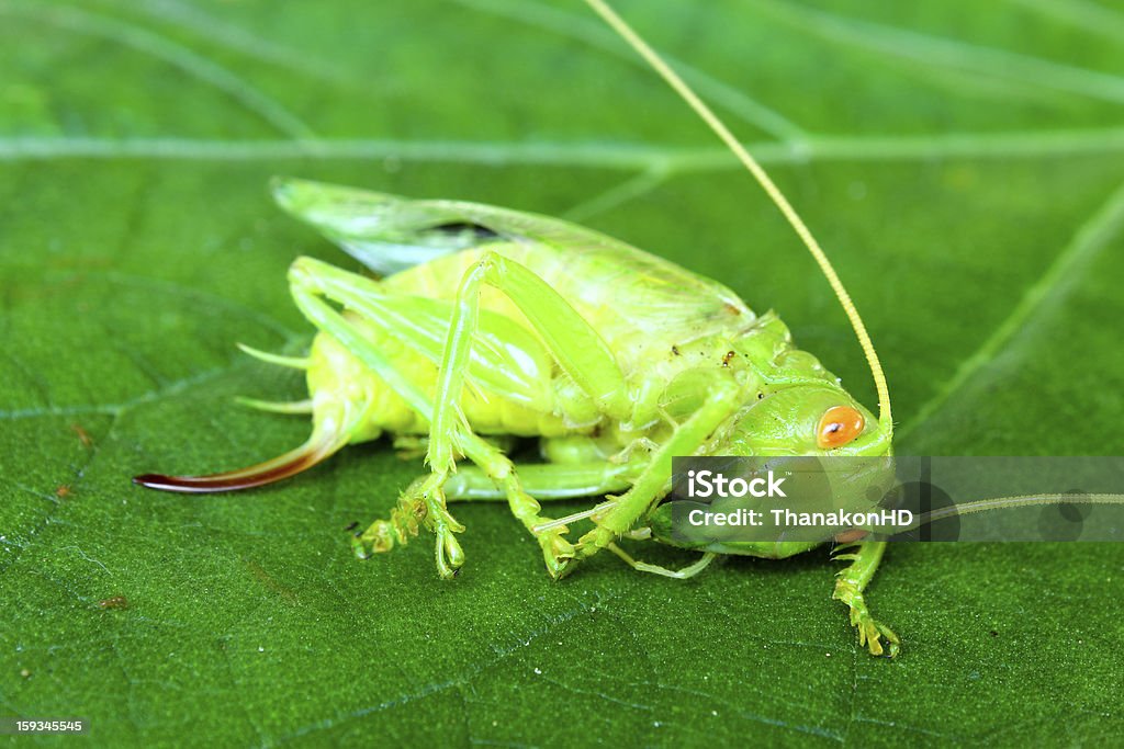 방전됨 애송이 있는 녹색 잎 - 로열티 프리 곤충 스톡 사진