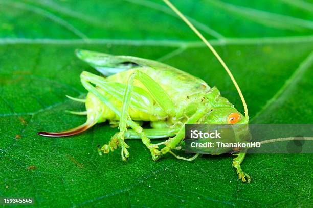방전됨 애송이 있는 녹색 잎 곤충에 대한 스톡 사진 및 기타 이미지 - 곤충, 녹색, 동물
