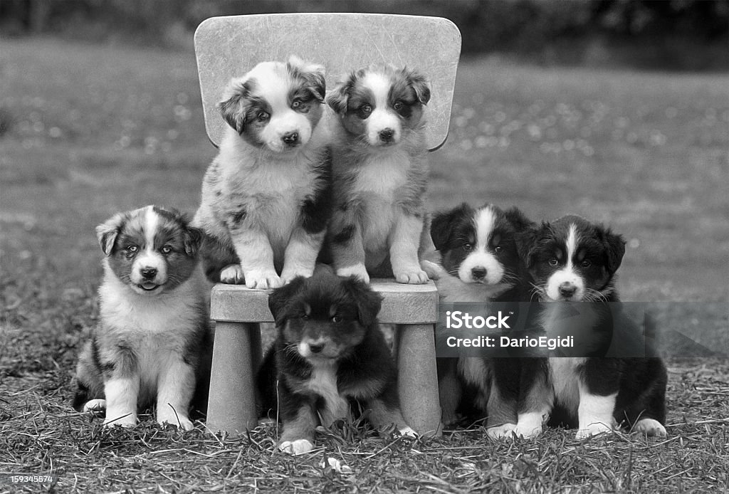 Animali cane sheper puppys australiano - Foto stock royalty-free di Animale