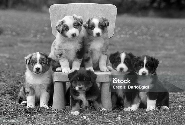 Animali Cane Sheper Puppys Australiano - Fotografie stock e altre immagini di Animale - Animale, Bianco e nero, Bovaro australiano