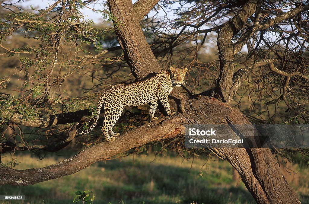 Animali leopardo - Foto stock royalty-free di Albero