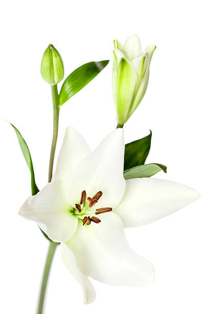 istock White Lily Flowers Isolated 159345822