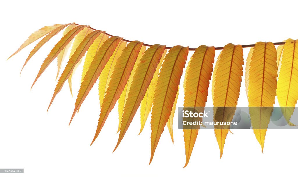 Folhas de Outono - Royalty-free Amarelo Foto de stock