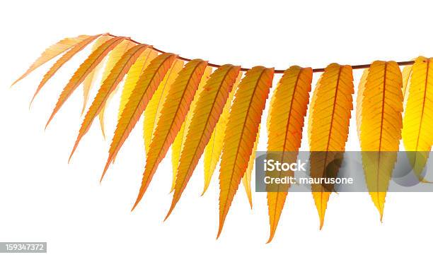 Folhas De Outono - Fotografias de stock e mais imagens de Amarelo - Amarelo, Branco, Colorido