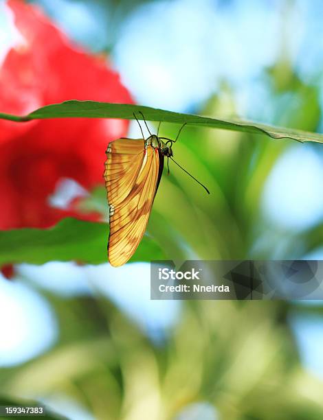 Żółty Butterfly - zdjęcia stockowe i więcej obrazów Biały - Biały, Bliskie zbliżenie, Czarny kolor