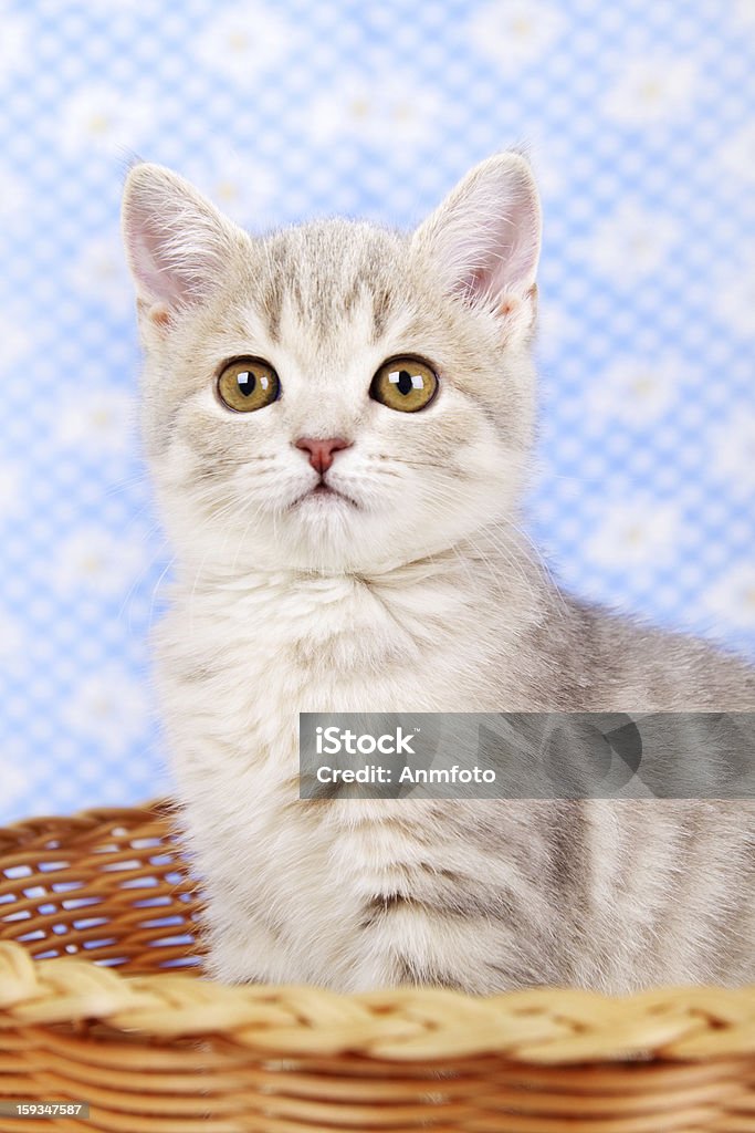 Scottish Straight kitten sitting in basket Animal Stock Photo