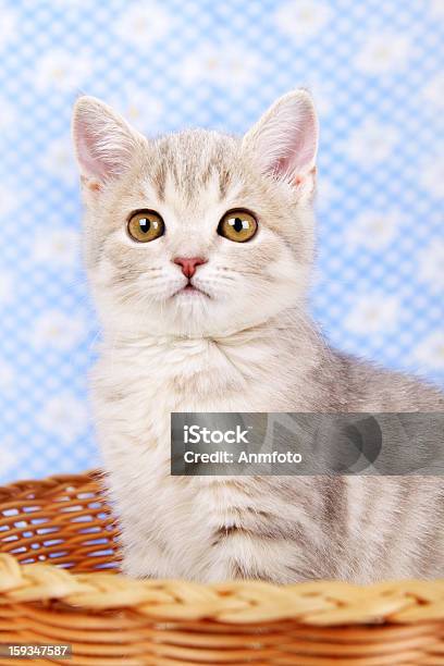 Scottish Straight Kitten Sitting In Basket Stock Photo - Download Image Now - Animal, Basket, Close-up