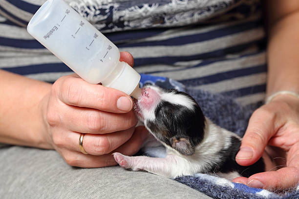istock Puppy fed of baby bottle 159347949
