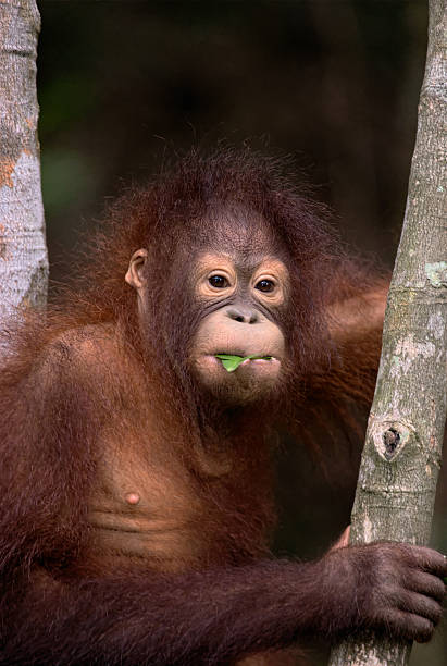 Orangutan eating leaf stock photo