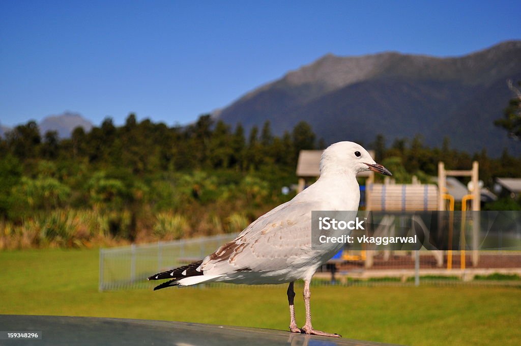 Vogel-Nahaufnahme - Lizenzfrei Berg Stock-Foto