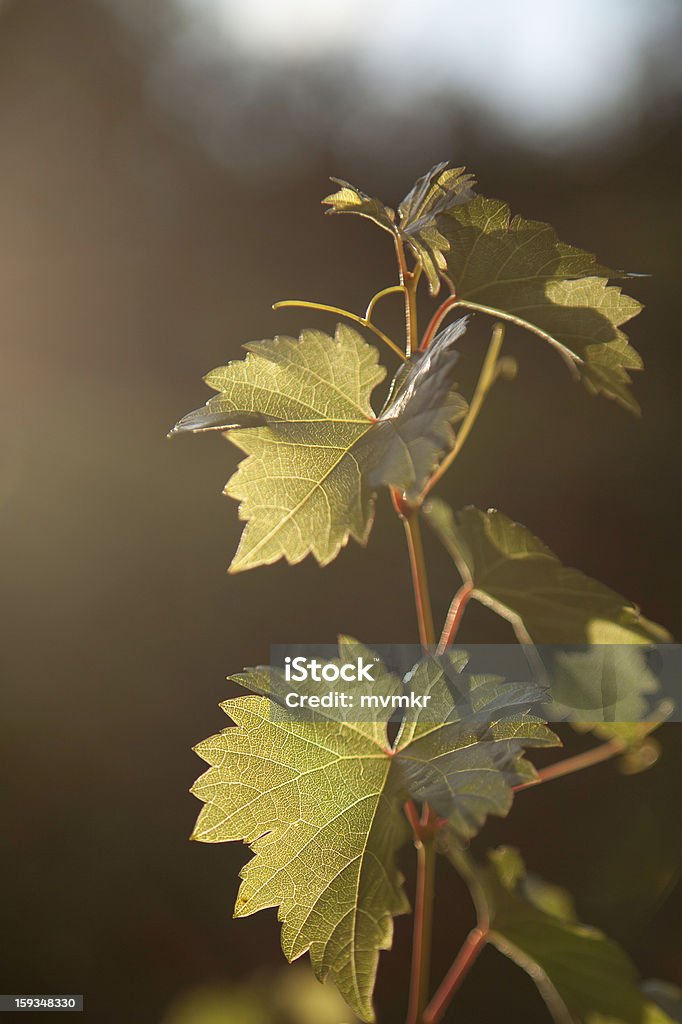 Fragile vite - Foto stock royalty-free di Alimentazione sana