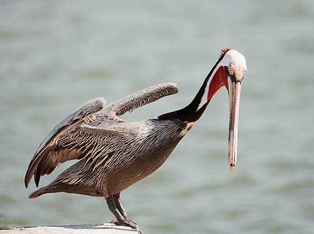 istock Pelican Streching Its Wings 159351238