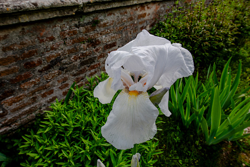 close up of iris germanica in Orgiano Vicenza Veneto Italy