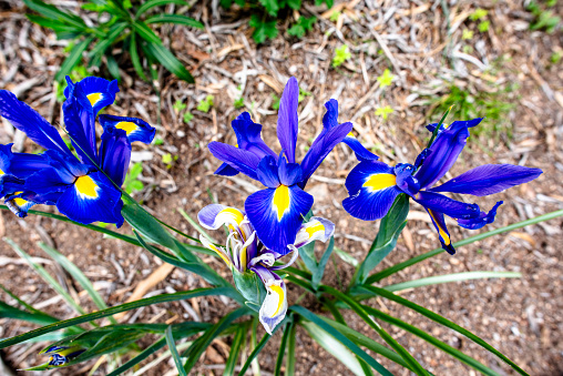 close up of Iris xiphium in Orgiano Vicenza Veneto Italy