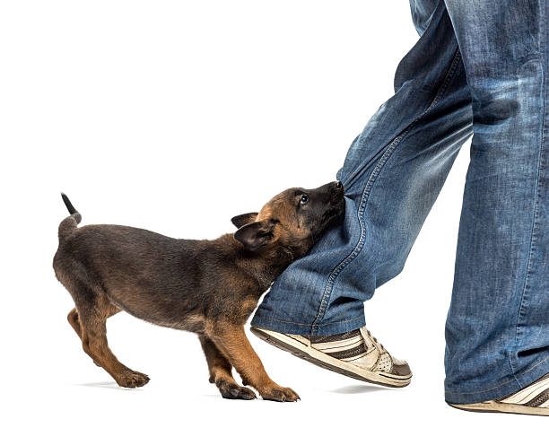 istock Belgian shepherd puppy biting leg against white background 159353551