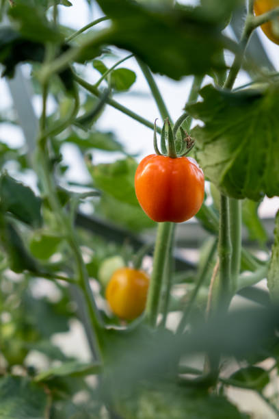 istock Red, ripe tomato on a bush in a greenhouse. 1593540189