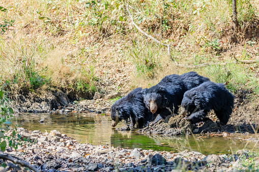 Sloth Bear mother and cubs at a watering hole.
