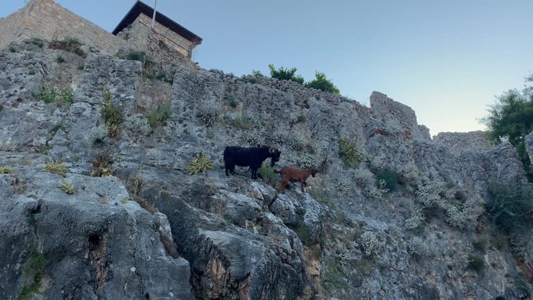 Mountain goats on sheer cliffs or stone walls.