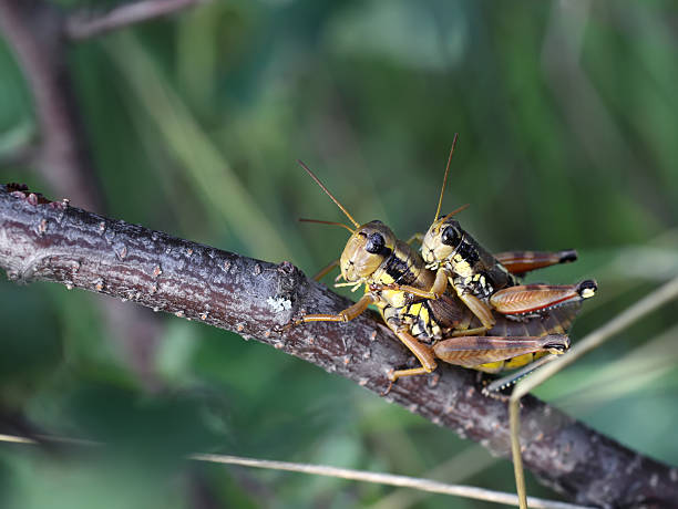 grasshoppers para - locust two animals insect pest zdjęcia i obrazy z banku zdjęć