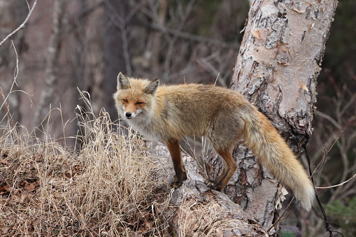 Ezo Red Fox or Vulpes vulpes Hokkaido, Japan