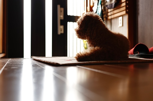A toy poodle waits for its owner at the entrance.