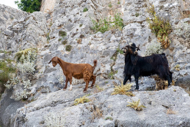 istock Mountain goats on sheer cliffs or stone walls. 1593588370
