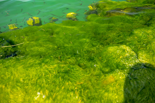 submerged plants underwater in a clear swamp