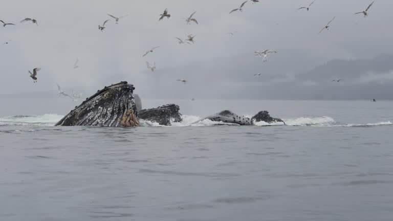 Ocean's Marvel: Blue Whales Feeding with Open Mouths as Seabirds Soar Above.