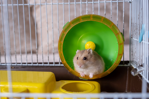 A cute hamster runs in a wheel. The concept of running in a circle, useless futile movement. Dzungarian hamster. Red hamster with red eyes is a favorite pet.